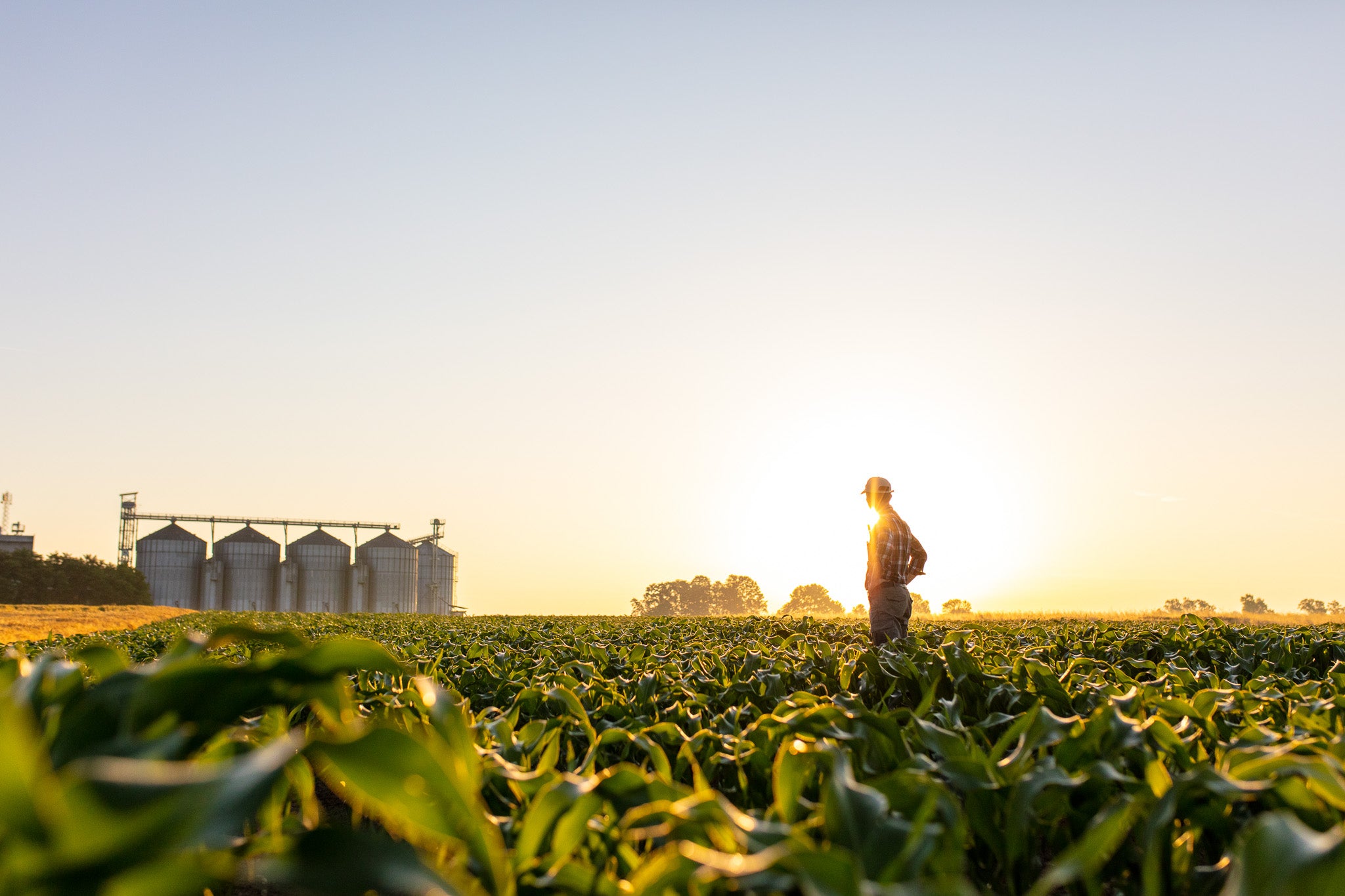 Coucher de soleil avec un agriculteur regardant au loin son plan de séchage dans un champs de maïs